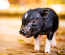 Load image into Gallery viewer, The Piglets