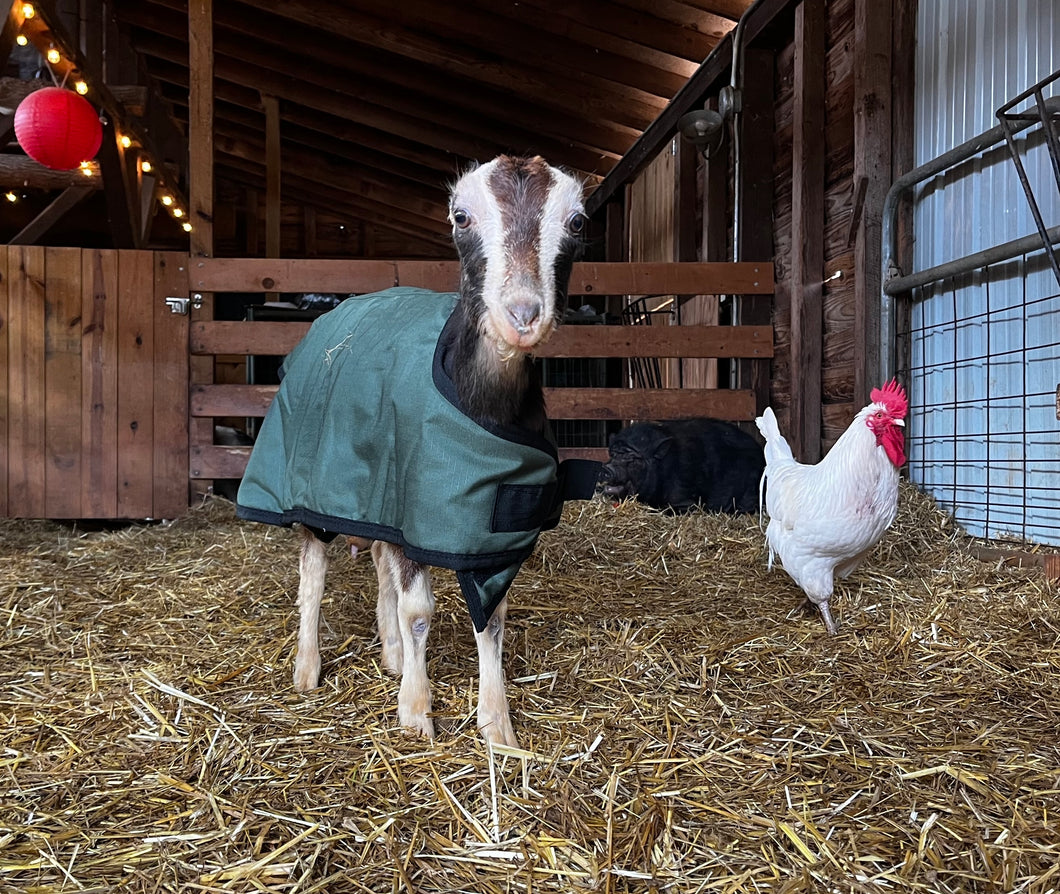 Alfalfa the baby goat