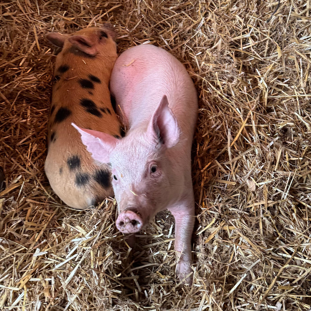 The Piglets