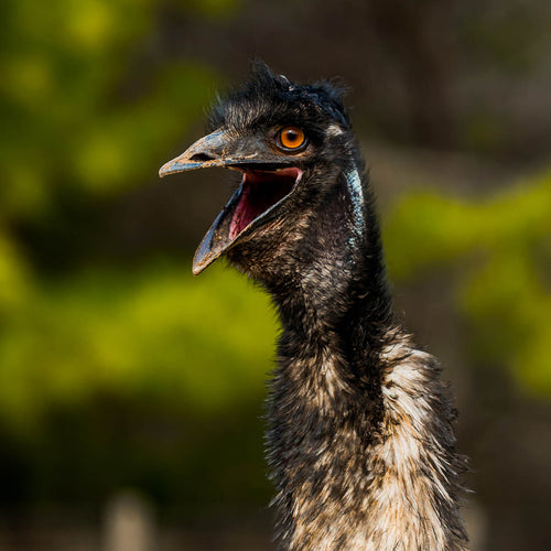 Tuk Tuk the Emu