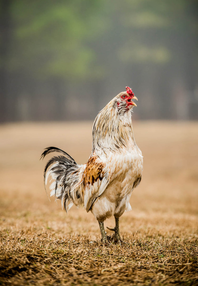 Quixote the Rooster – Sweet Olive Farm