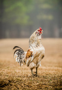 Quixote the Rooster
