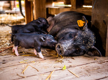 Load image into Gallery viewer, The Piglets